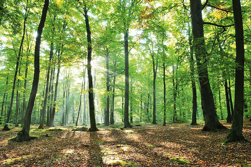Derako Systeme CO2-neutral