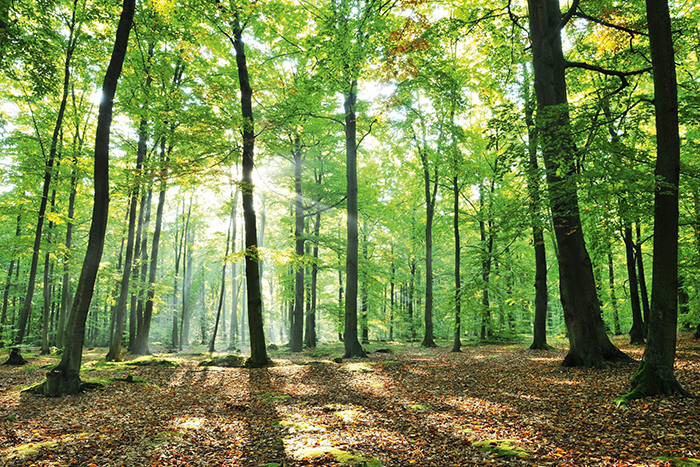 Wood as sustainable building material