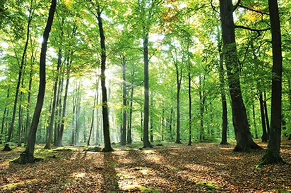 Internationaler Tag des Waldes, nachhaltige Holzverwendung.