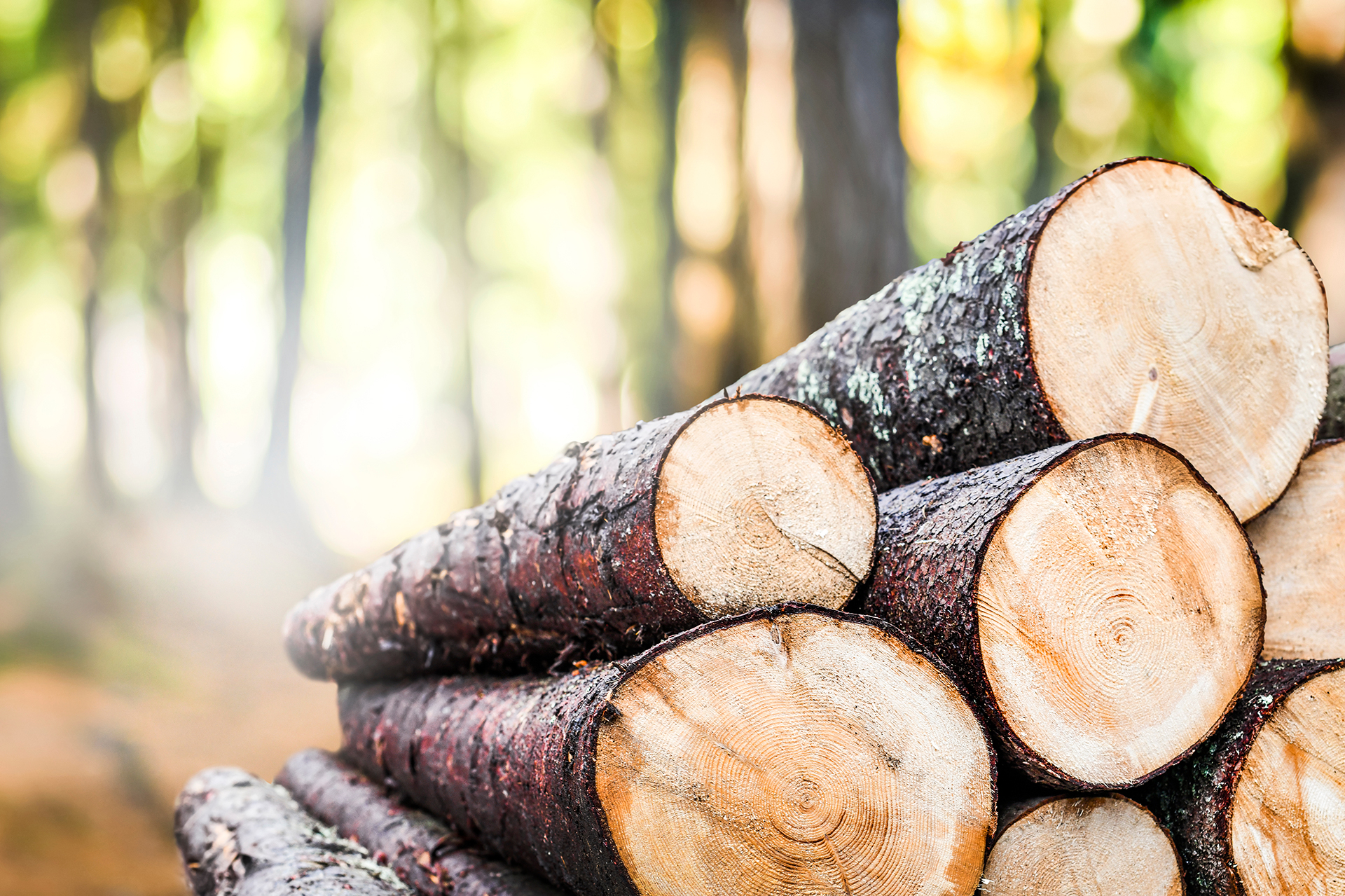 The power of wood
